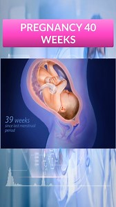 9.6K views · 98 reactions | 40 Weeks of Pregnancy #pregnancy #fetus #fertilization #animation | Medical Animation Media | Facebook
