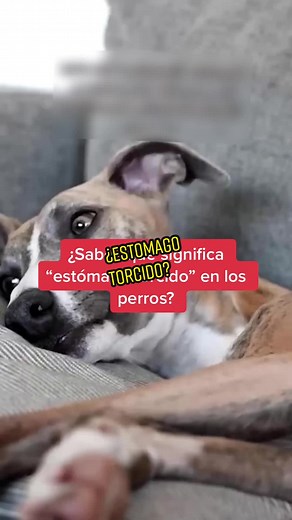 Estomago torcido en perros Durante la GDV, el estómago del perro se distiende con aire y líquido, y luego gira sobre sí mismo, lo que impide el flujo normal de alimentos y líquidos a través del tracto gastrointestinal. Esta torsión también puede comprometer el suministro de sangre al estómago y otros órganos cercanos, lo que puede resultar en daño tisular y shock. La GDV es una emergencia médica y puede ser fatal en cuestión de horas si no se trata adecuadamente. Los perros de raza grande y giga