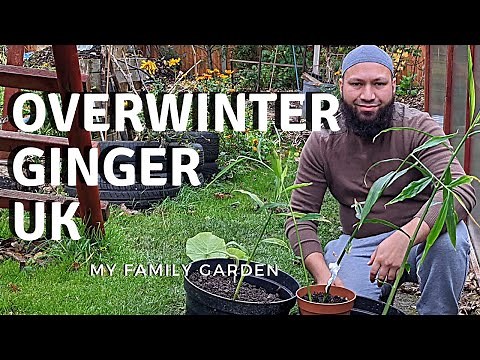 How To Overwinter Ginger - How To Grow Ginger UK