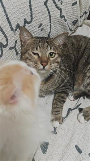 The Ultimate Pet Pick: The Tabby Cat