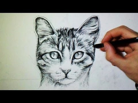 Comment dessiner un chat [Tutoriel]