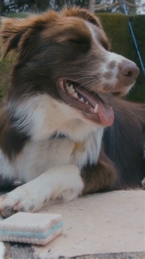 Dogs don’t sweat through their skin 💧🐕 They cool by panting and through their paws.