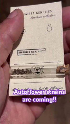 Autoflower strains are coming soon! #trending #shorts