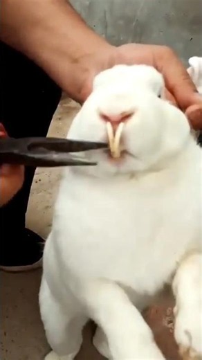 Rabbit Teeth Never Stop Growing #facts #animals #wildlife