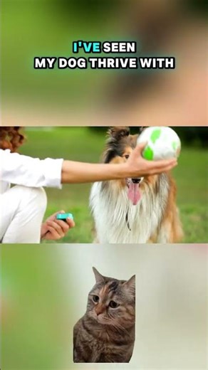 Train Your Dog to Serve with Confidence