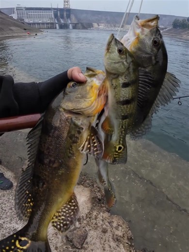 Câu lure Cá Hoàng Đế ở sông Chảy