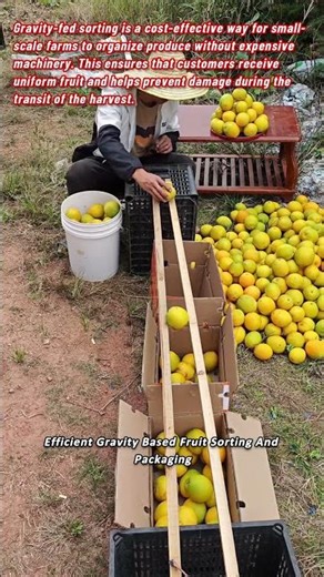 Efficient Gravity Based Fruit Sorting And Packaging
