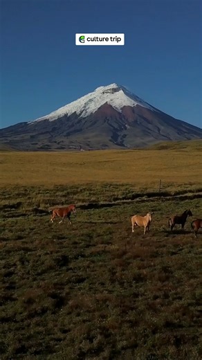 Cotopaxi National Park is the kind of place that makes you stop and stare 🌋 Snow-capped peaks, wide-open plains and that unmistakable Andean drama — Ecuador really shows off here. Click the link in the comments to discover more unforgettable places to visit in Ecuador. | Culture Trip