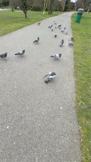 BOLD City PIGEON 2 Times WANTED to Attack ME 😳 | Crazy Urban Wildlife Encounter #shorts