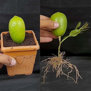 1.9M views · 19K reactions | How To Grow Lemon Tree With Lemon Fruit (100%Success Result) | Rana Craft | Facebook