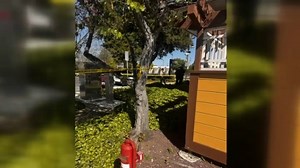 Two decapitated animals found at Fremont Amtrak station