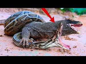 Komodo Dragon Vs Reticulated Python | Wildlife Battle