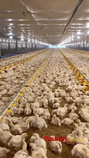 267K views · 7K reactions | Did you know that poultry products are...