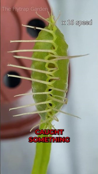 Venus Flytraps Squeeze Their Prey #shorts