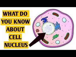 Cell Nucleus & Organelles Explained