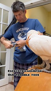 146K views · 1.2K reactions | Quinton is obsessed with chewing this chair, so dad had to bring his handyman skills. They say duct tape will fix anything | Ducky Stella Quinton Our Terrible Toos | Facebook