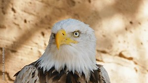 Bald Eagle head close-up, looking at camera and screaming.