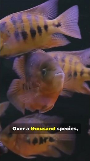 This looks like the ocean… but it’s actually Lake Malawi, Africa 🌊