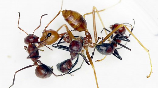 'Exploding ant' species found in South East Asia