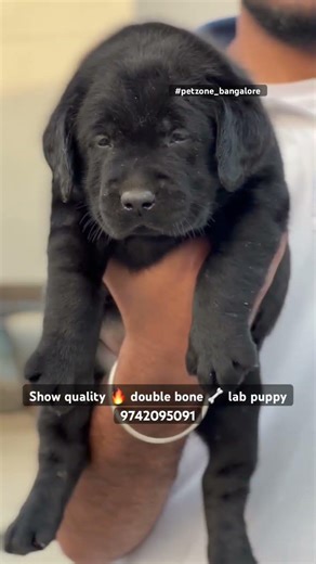 Show quality 🔥 double bone 🦴 black lab puppies for sale in Bangalore #quality #puppy #pets #love