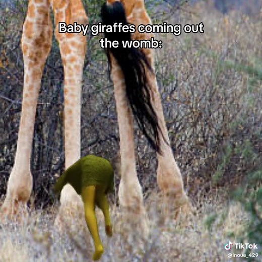 Baby Giraffes Coming Out the Womb: Hilarious Animal Floptok