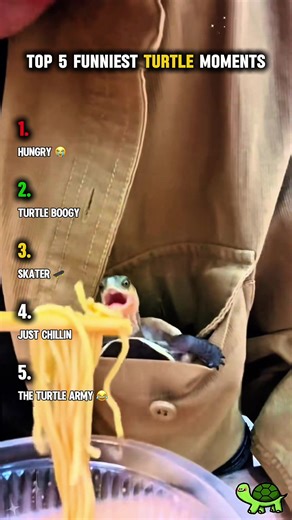 Top 5 Funniest Turtle Moments to Brighten Your Day