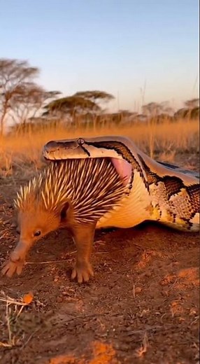 Will the snake successfully catch the porcupine? 🐍🦔❓Who Will Survive This Deadly Encounter?