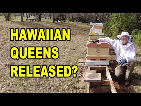Did My Hawaiian Queens Release? Checking the Splits (Early Results)