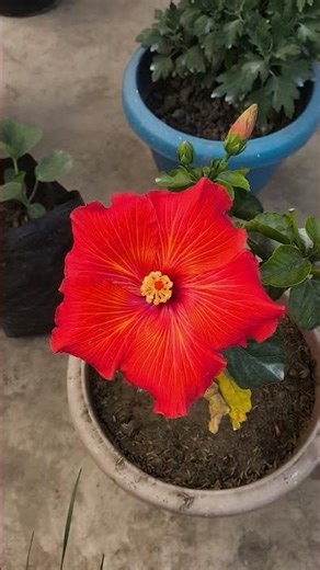 Easy and Beautiful Flower Garden Inspiration // How to Create a Stunning Garden(easy decor)