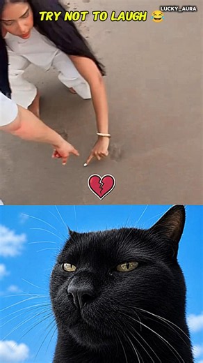 #funny #catshort