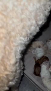 Doodle… poodles…. OODLES | Ashley Adams