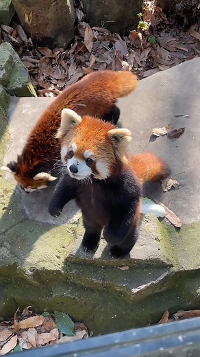 Adorable Red Panda: Cute Moments and More
