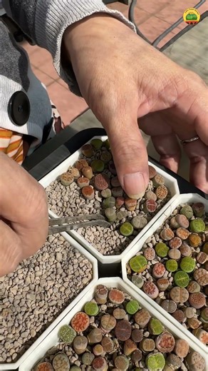 Trồng Sen Mông Size Nhỏ 🌱 Mini Dễ Thương Xỉu! #Shorts #SenMông #Lithops
