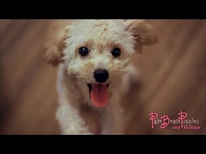 Find Adorable Apricot Maltipoos At Palm Beach Puppies