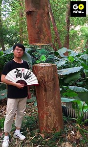 51K views · 1.2K reactions | Amazing Secret Painting on the Trees | Go Viral | Facebook