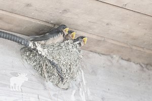 When Can You Knock Down Barn Swallow Nests?