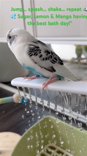 Jump… splash… shake… repeat 🐦💦 Sugar, Lemon & Mango having the best bath day!”