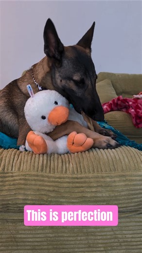 overbite queen = perfection #dog #malinois #dogshorts #doglife #cutedog #perfection