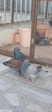 Dark Brown Bluish Male & Blue Bar Modena Female Pair | Healthy Fancy Modena Pigeons