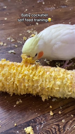 baby cockatiel self feed training #chatteringbeaks #babycockatiel #cockatiel #funnybirds #petbirds