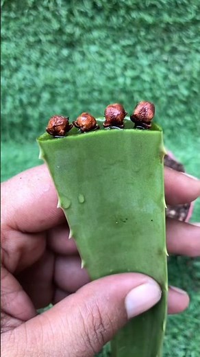 I Grew Clove at Home 😱 | Seed to Harvest (Insane Results!) #shorts #viral #trending