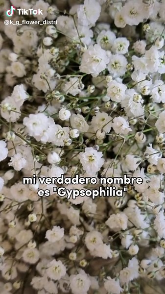 Descubre a Gypsophilia y su historia encantadora