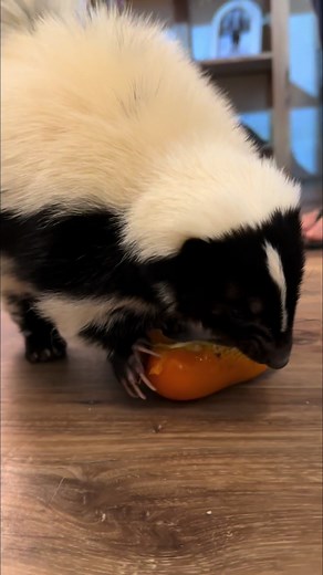 Asami the skunk! She’s one of our resident rescues. Skunks are surprisingly common in the pet trade and have undergone a level of domestication over the last 70years or so being bred in captivity. Domesticated skunks undergo a process similar to that of domestic dogs, where they are bred and raised to be comfortable around humans. Pet skunks’ scent glands are typically removed when they are young to prevent them from releasing their strong-smelling defensive spray, making them much more suitable