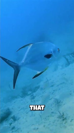 It Has No Teeth But It Crushes Rocks With Its Throat!