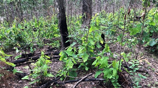 Fires in Hoosier National Forest help habitats, wetlands