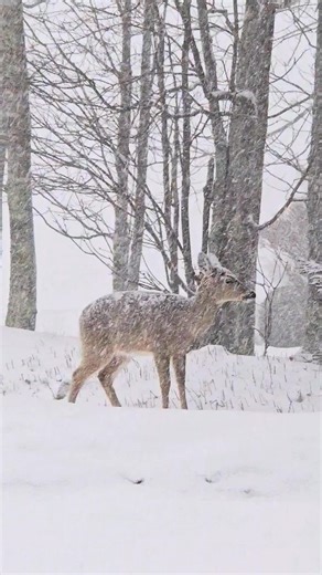 Peace & relaxation moment by nature. From this weekend's snow | Visit Banner Elk