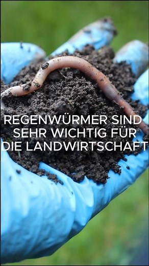 Wie hilft der Regenwurm in der Landwirtschaft ?