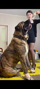 68K views · 2.4K reactions | “Watch till the end… this dog’s size will shock you! ” #reelschallenge #fypシ #explore #foryouシ #StarsEverywhere #tibetanmastiff #alabai #pets #animallover #fblifestyle #canecorso #centralasianshepherd #kangal #usa #uk #viralreelschallenge #guarddog #puppy #alabai #fb #CommunityEngagement #seniordog #viralvideo | Sumit Kumar Sinha | Facebook