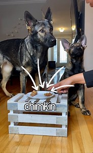 69M views · 124K reactions | will jade & jasper steal food they're told not to eat?  I WAS SHOCKED at the outcome! Literally shocked!!  | Jade the Sable GSD | Facebook