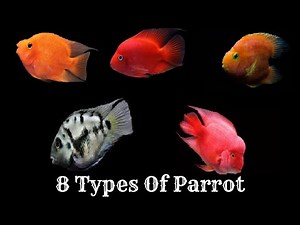 8 Different Types Of Parrot Fishes